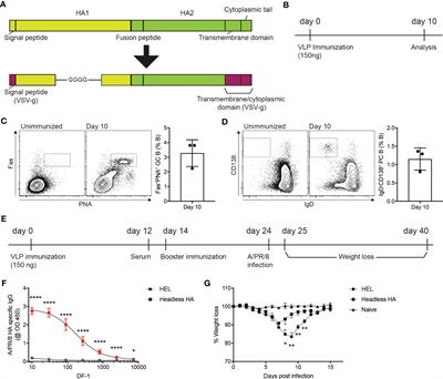 Enhancing immune protection against MERS-CoV: the synergistic effect of proteolytic cleavage sites and the fusion peptide and RBD domain targeting VLP immunization